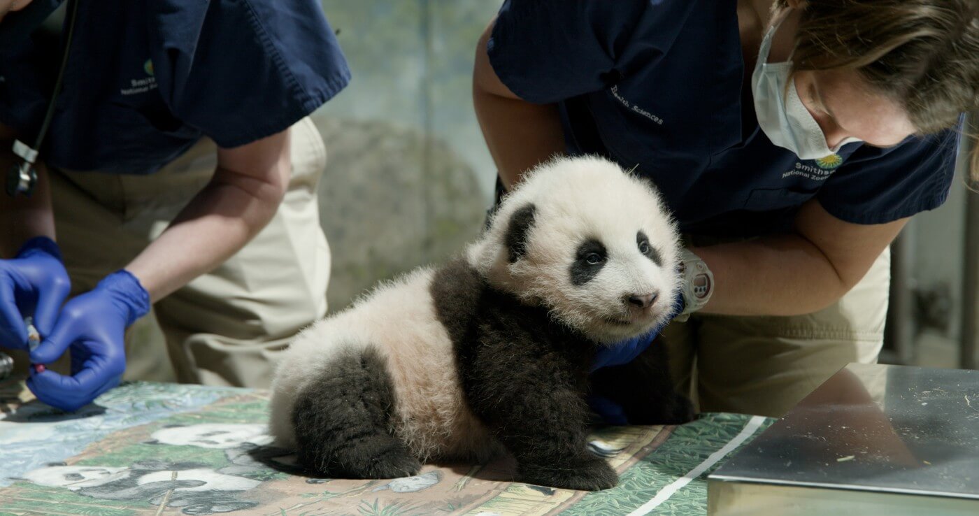 Panda Photo source: https://nationalzoo.si.edu/news/his-name-xiao-qi-ji